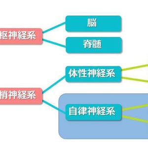 ２つの神経が体重を落とす方法のカギ！〜自律神経〜