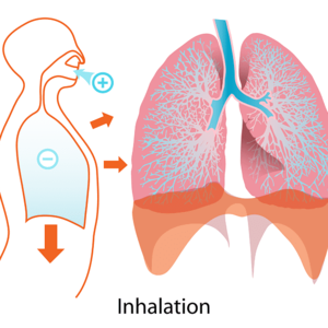 《腹式呼吸と胸式呼吸》どっちが正しい？本当の呼吸とは