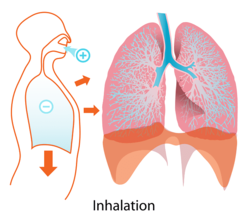 呼吸とは何？胸式呼吸や腹式呼吸って何？口呼吸はダメなの？