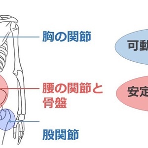 「マッサージに行っても３日後には腰が痛い」身体の中身を知りたくないですか？