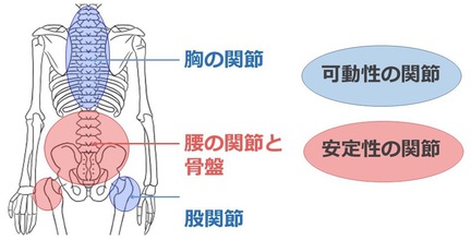 「マッサージに行っても３日後には腰が痛い」身体の中身を知りたくないですか？