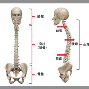 《猫背とぽっこりお腹の繋がり》３つの理由と改善法