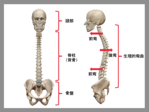 《猫背とぽっこりお腹の繋がり》３つの理由と改善法