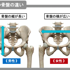 骨盤の傾きは前傾や後傾だけではない