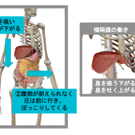 下腹ぽっこりの根本原因を改善するには１択だけ。