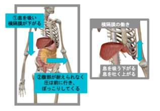 下腹ぽっこりの根本原因から改善まで。