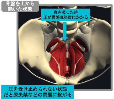 下腹に関係する骨盤底筋群