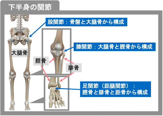 下半身の関節