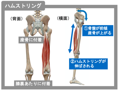 もも裏のハムストリング