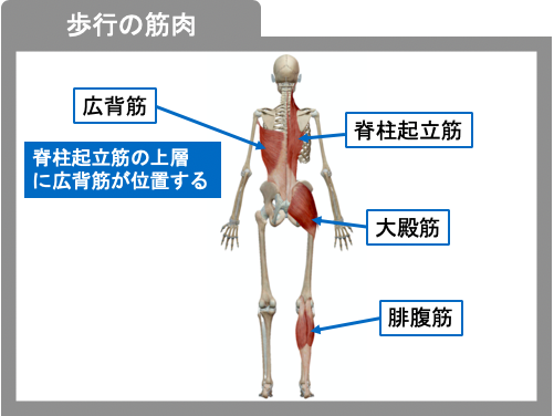 歩行に関わる筋肉