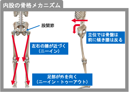 内股の骨格メカニズム