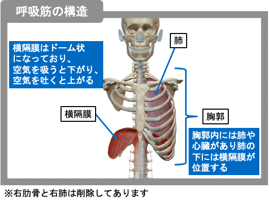 呼吸の構造