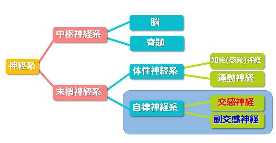 2つに神経が体重を落とす方法のカギ！〜自律神経〜